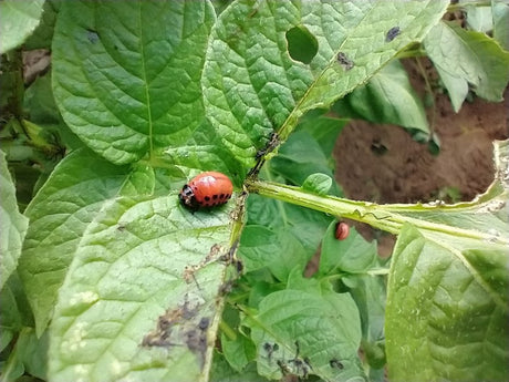 Plagen in de moestuin..