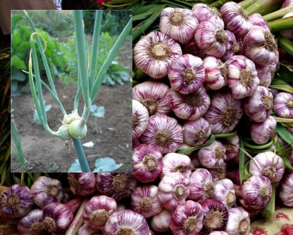 Egyptische ui en olifantenlook