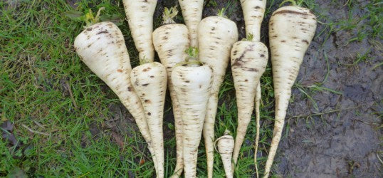 Pastinaak zaaien info op Moestuinweetjes.com