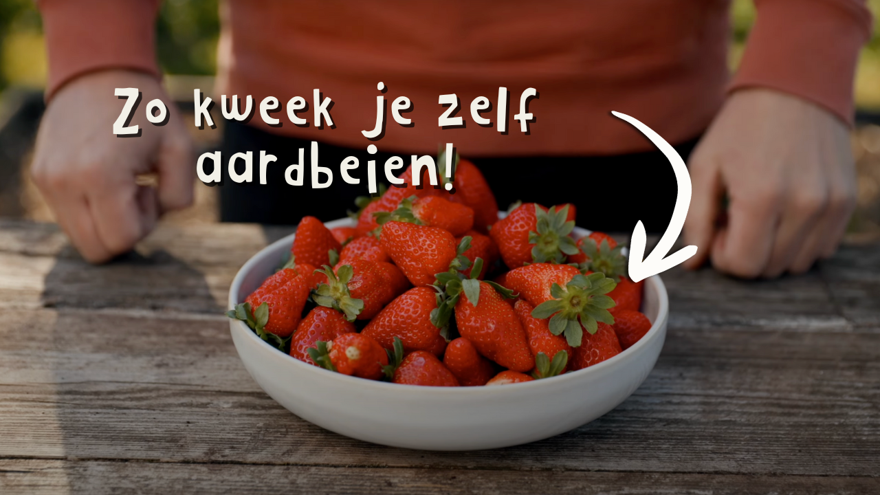 Aardbeien kweken in de moestuin