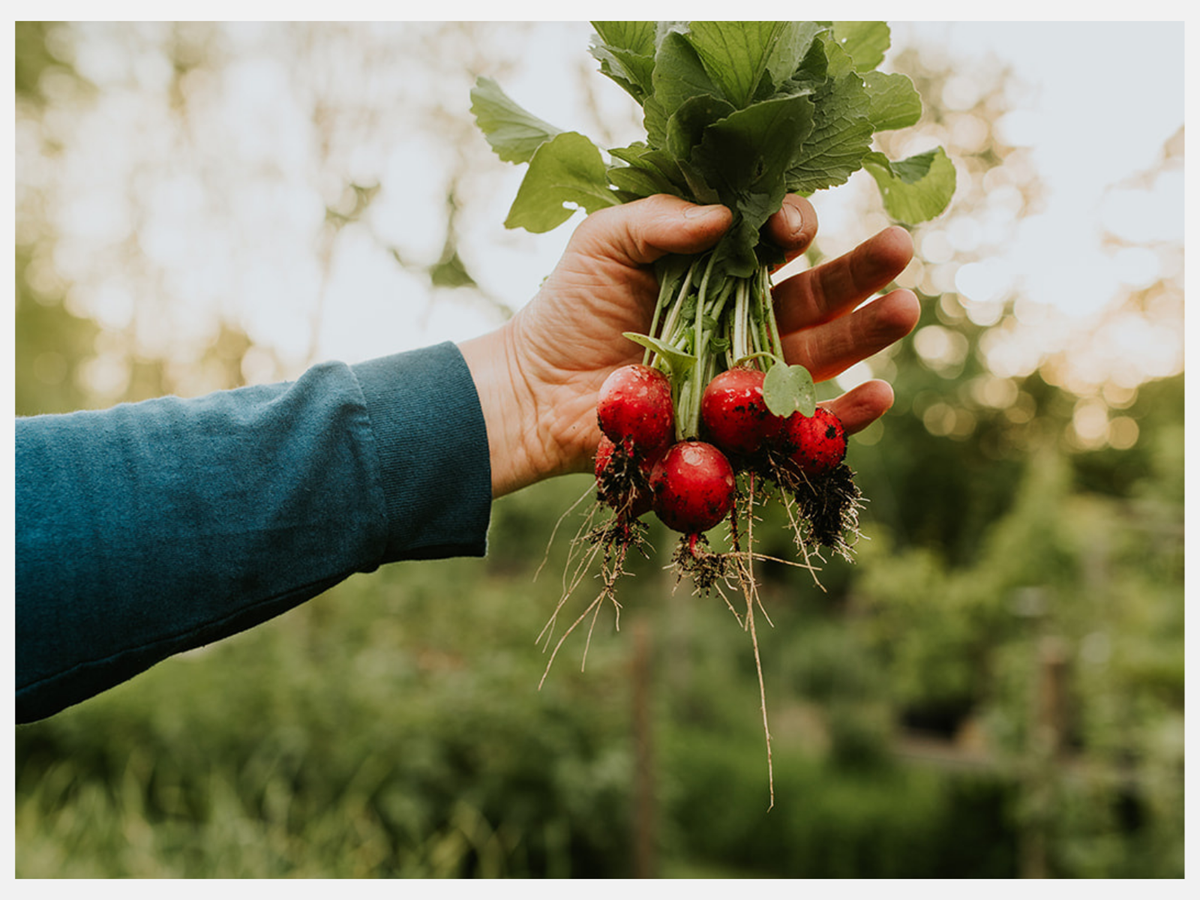 Sowing radishes - 14 essential tips to grow them easily – PLUKKERS Sowing radishes - 14 essential tips to grow them easily – PLUKKERS