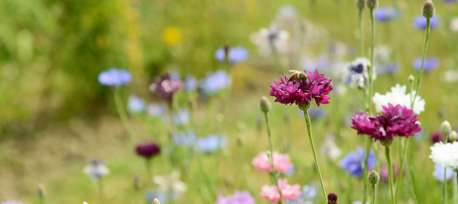 Wilde bloemen zaaien