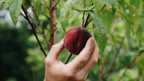 Fruitbomen en notenbomen