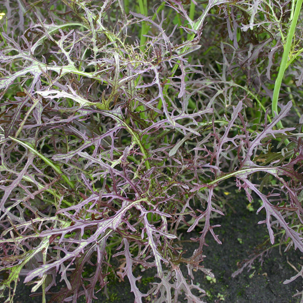 Bladmosterd 'Purple Frills' BIO