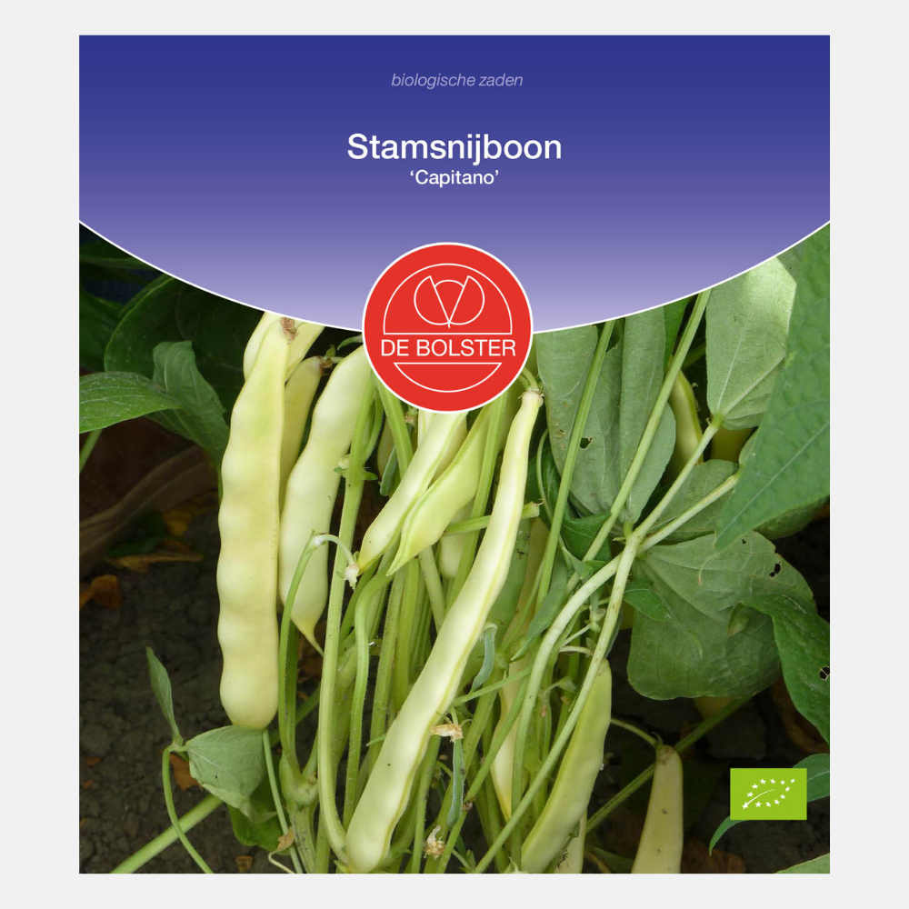 Runner bean, yellow 'Capitano' BIO