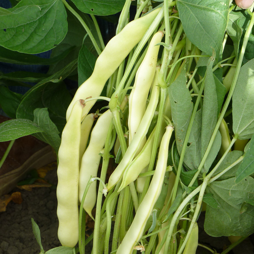 Runner bean, yellow 'Capitano' BIO