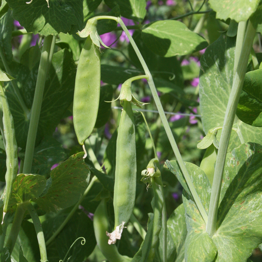 Rijspeul 'Hendriks' BIO