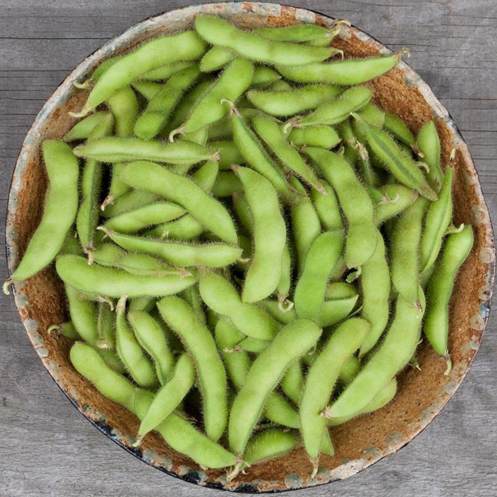 Sojaboon Edamame 'Chiba Green' BIO
