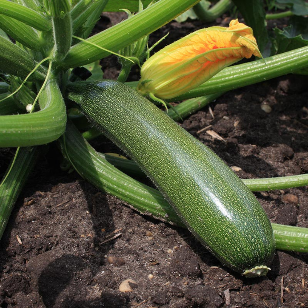 Courgette 'Zucchini' BIO