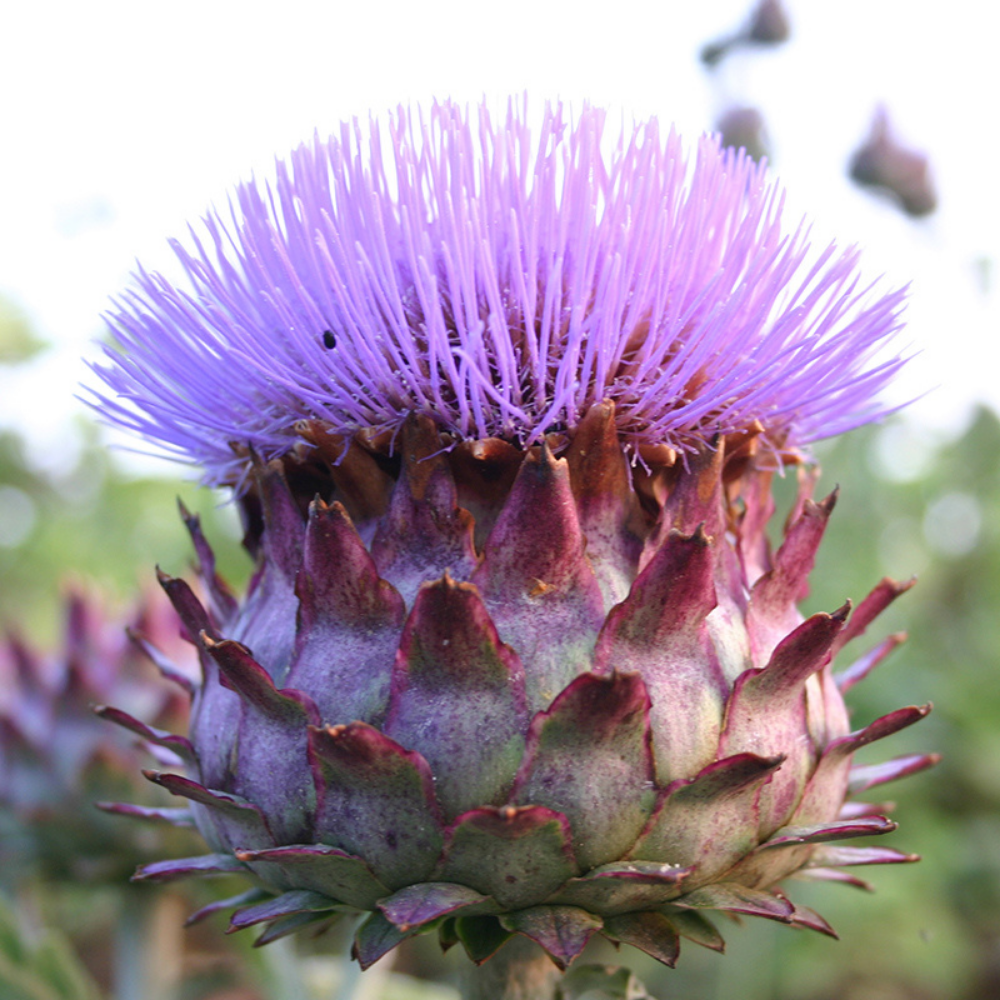 Cardoon BIO