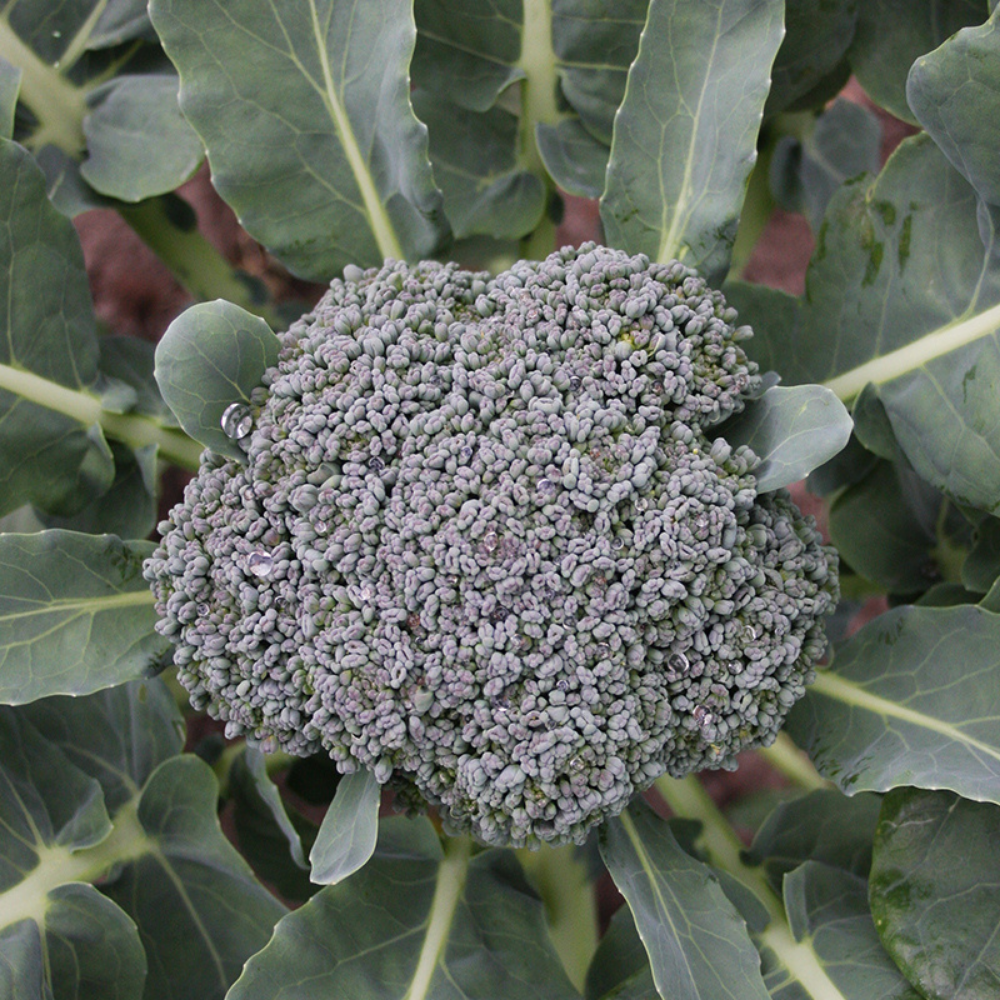 Broccoli 'Green Calabrese' BIO