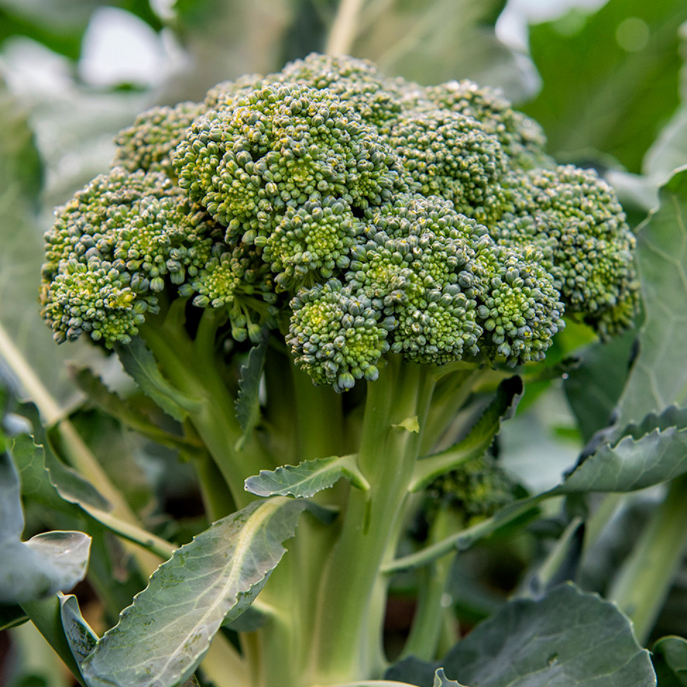 Broccoli 'Bobby' BIO