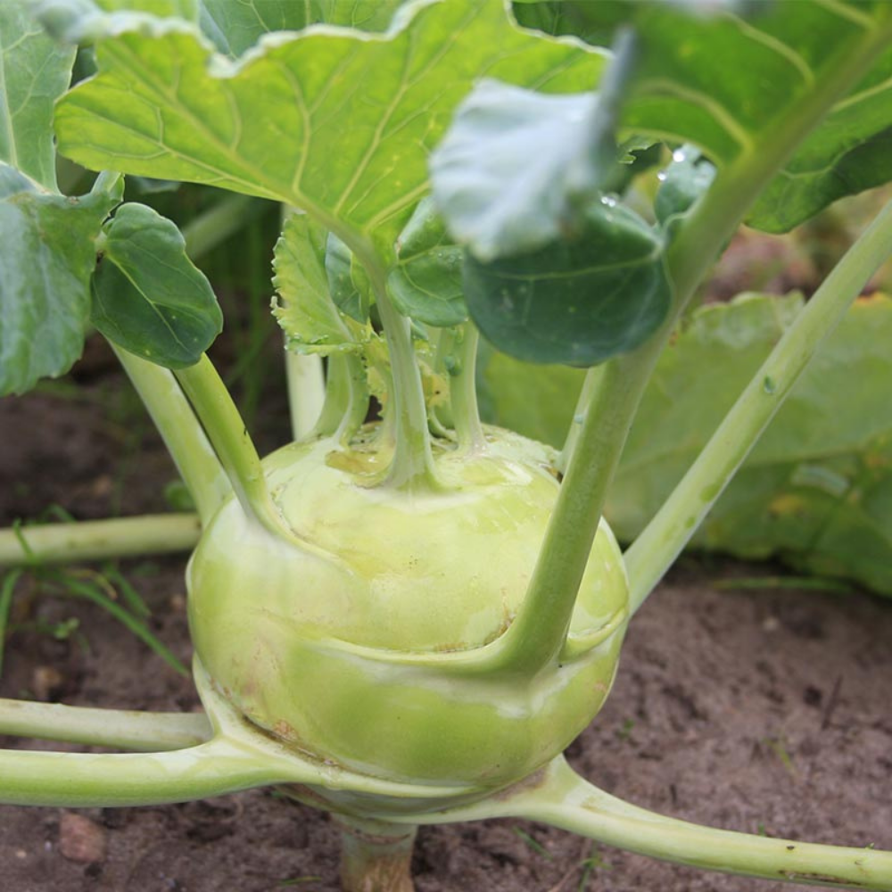 Koolrabi 'Superschmelz' BIO