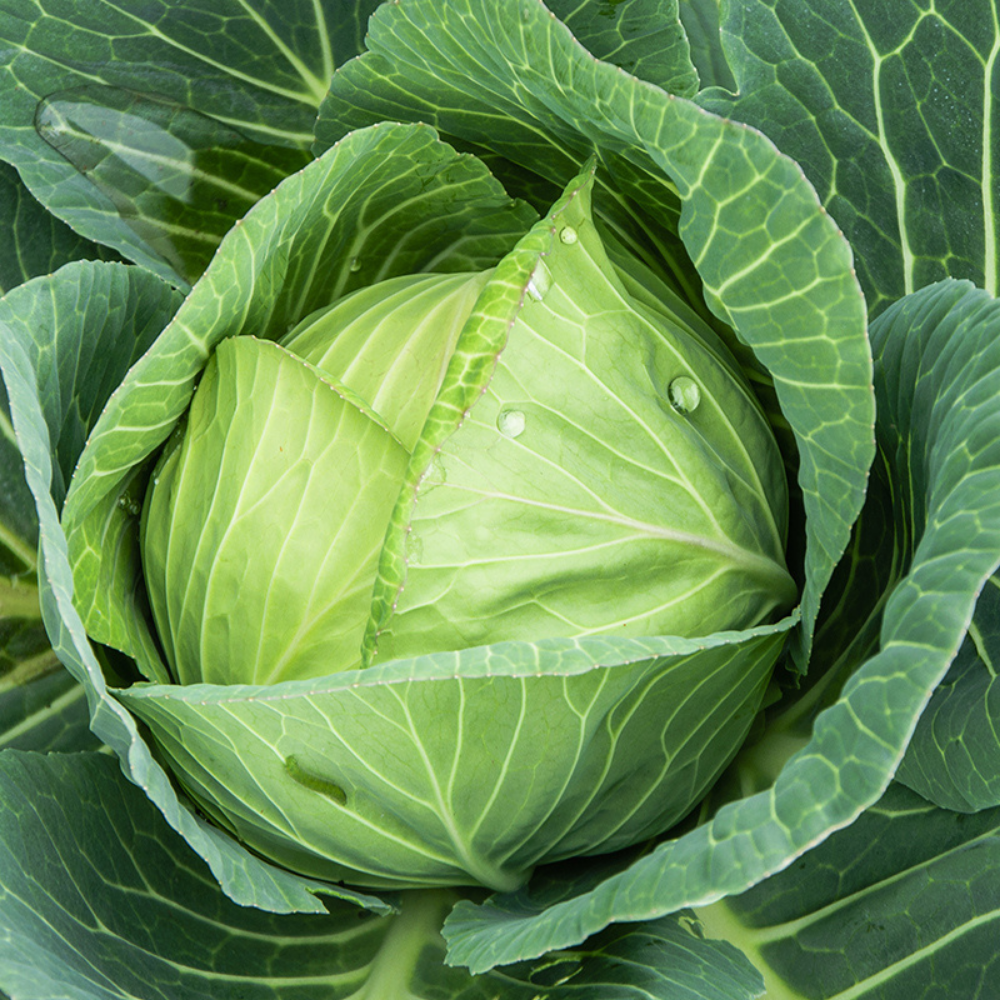 White cabbage 'Langedijker Bewaar' BIO