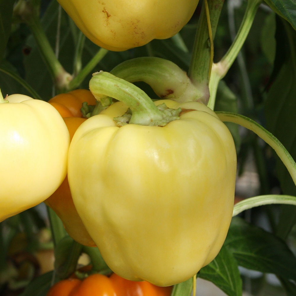 Bell pepper 'Waldo F1' BIO