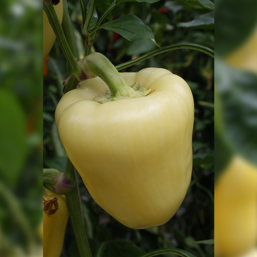 Bell pepper 'Waldo F1' BIO