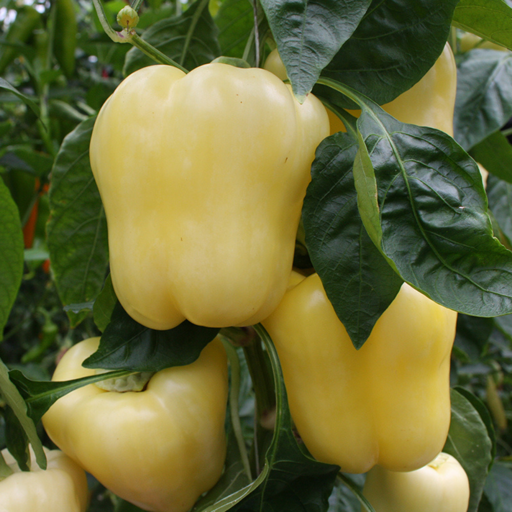 Bell pepper 'Waldo F1' BIO