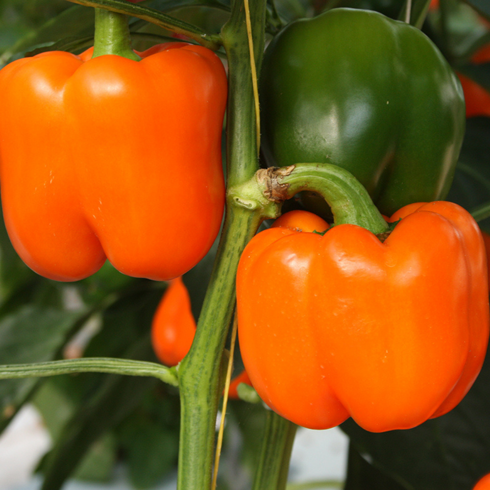 Bell pepper 'Ilyn F1' BIO