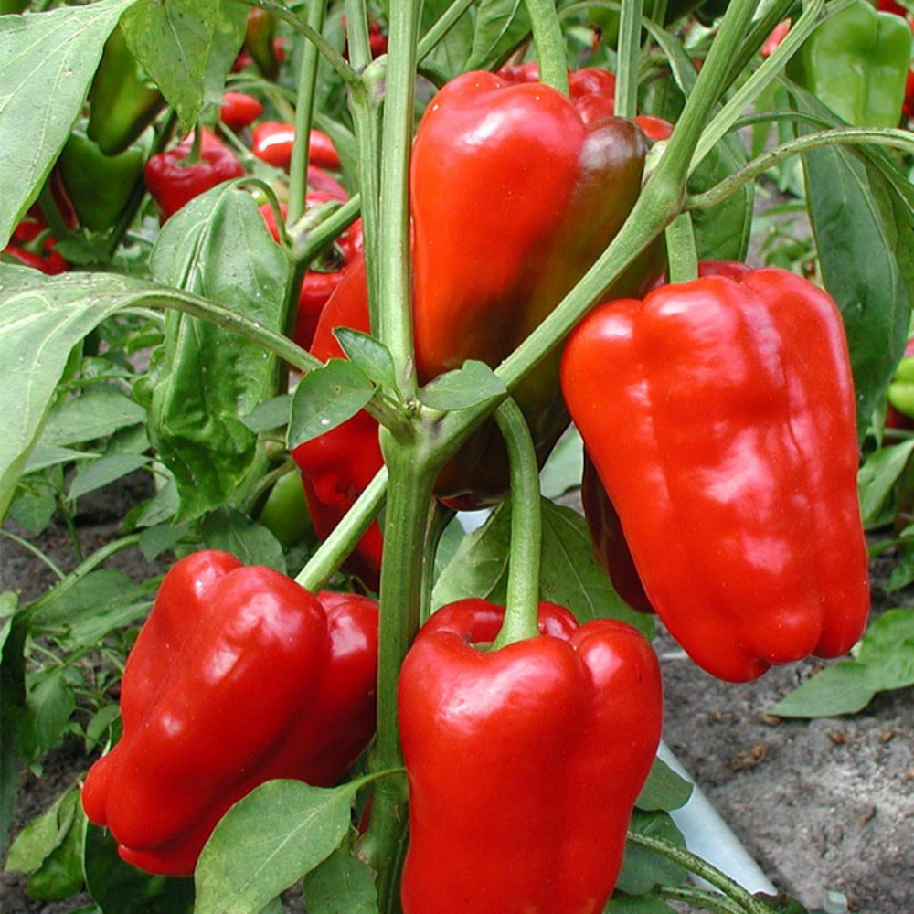 Bell pepper 'Jubilandska' BIO
