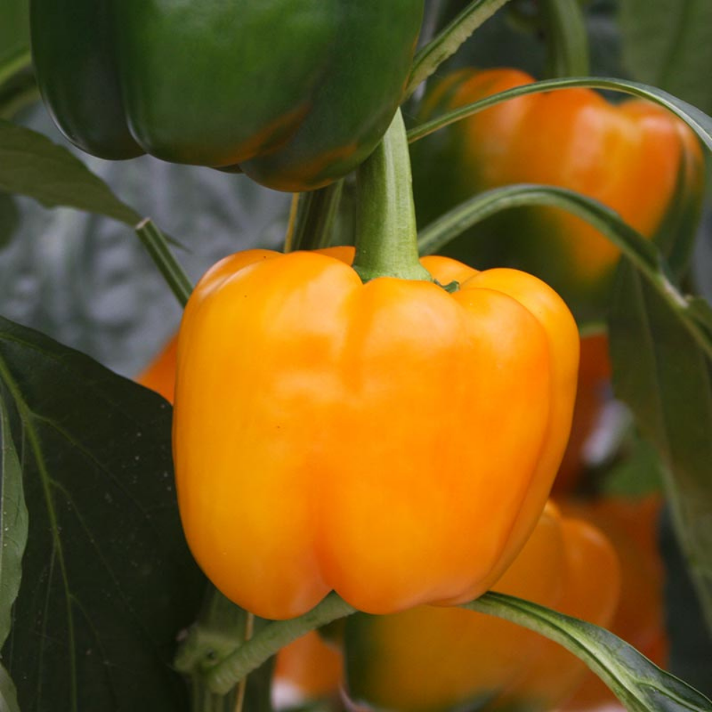 Bell pepper 'Elsa F1' BIO