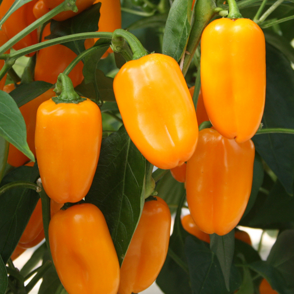 Snack pepper 'Radja' BIO
