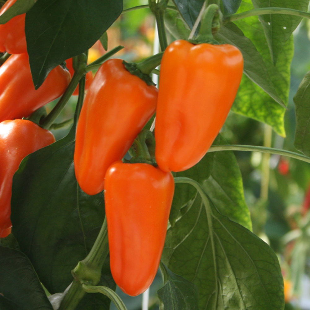 Snack pepper 'Flynn' BIO