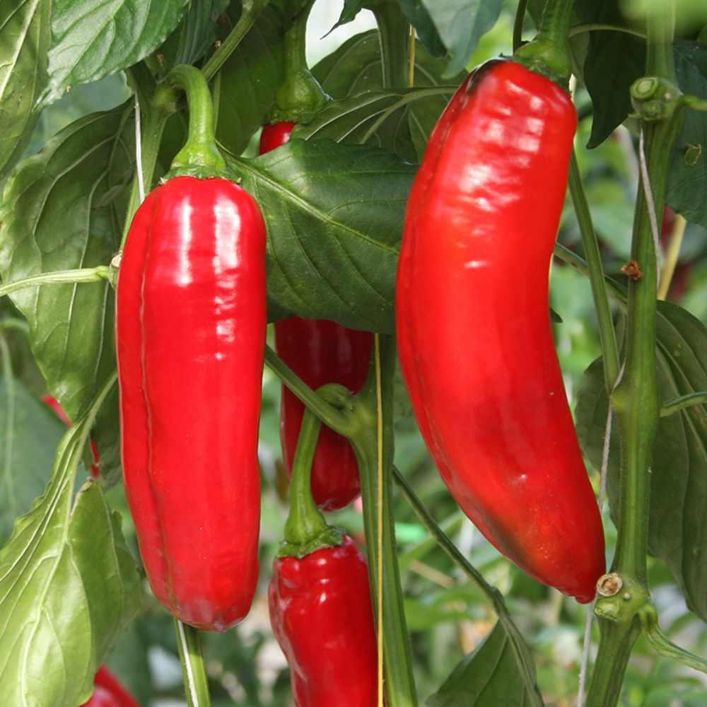 Sweet pointed pepper 'Xaro' BIO