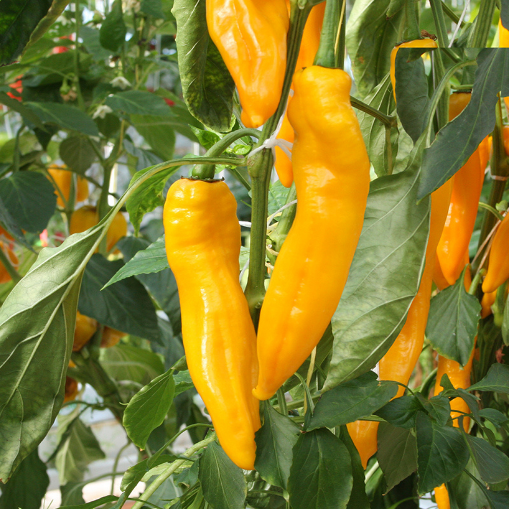 Piment doux 'Zazu' BIO