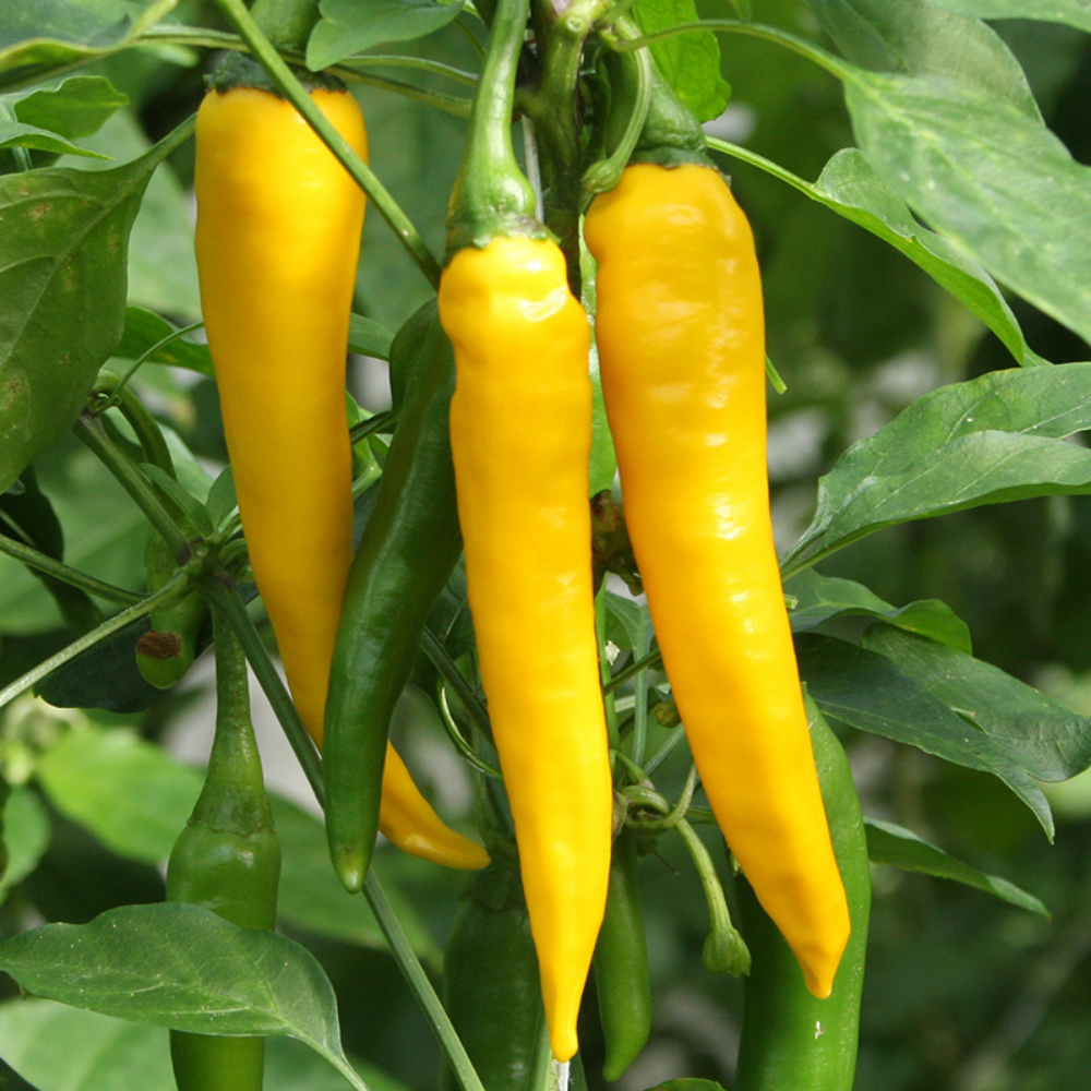 Pepper 'Koh Chang' BIO