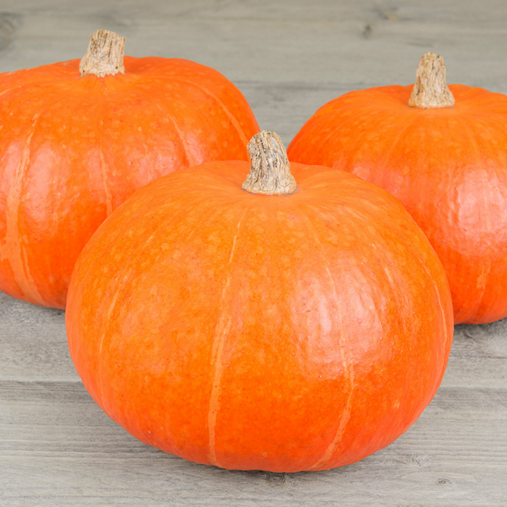 Pompoen 'Tractor F1' BIO