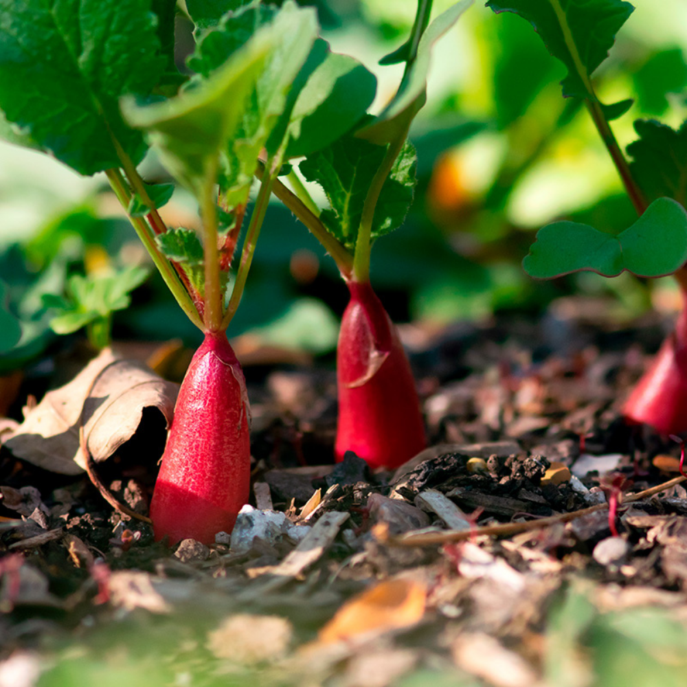 Radish 'French Breakfast 2' BIO