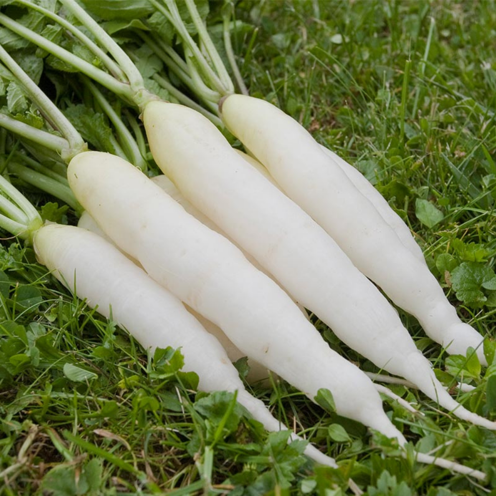 Radish 'Icicle' BIO
