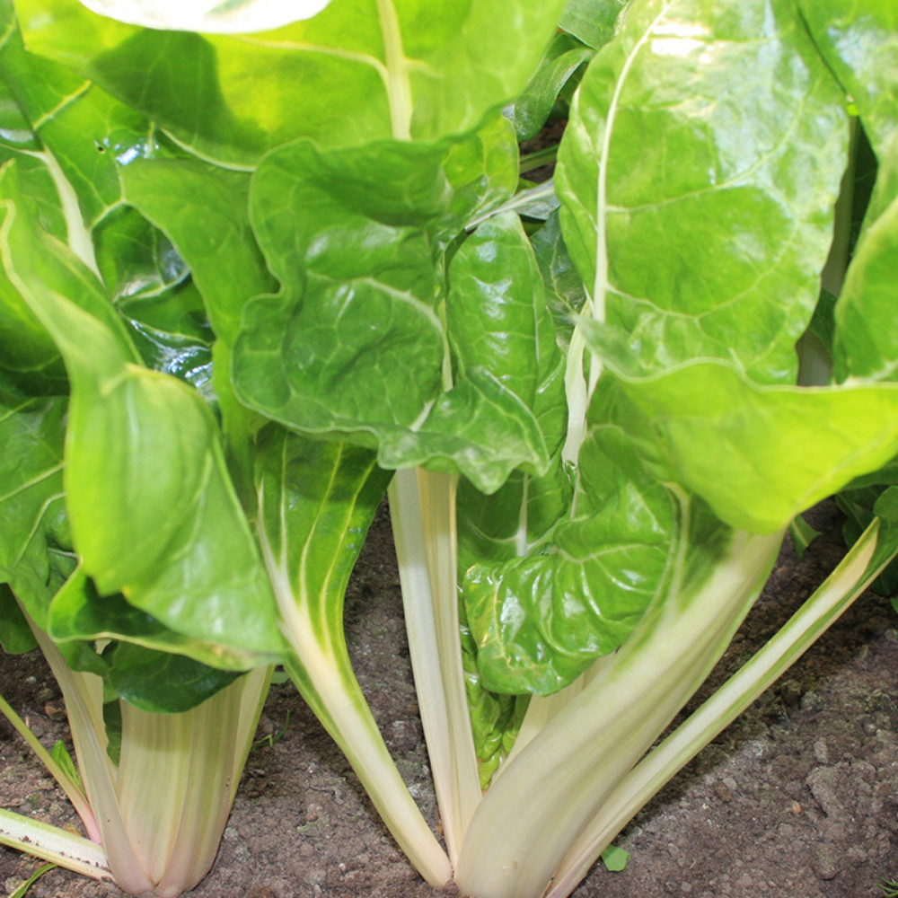 Snijbiet 'Donkergr. Gladde Witribbige 3' BIO