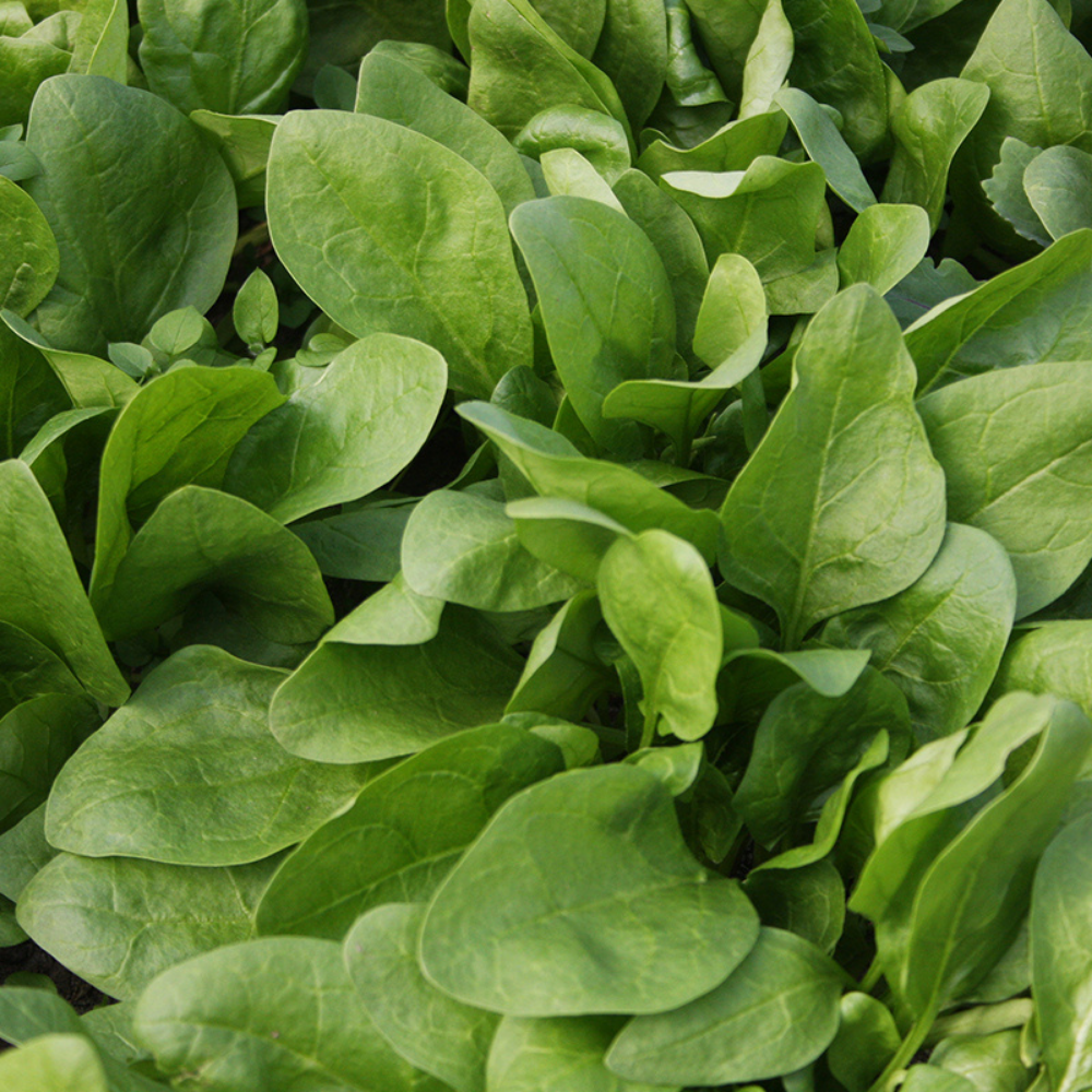 Spinazie 'Winterreuzen' BIO