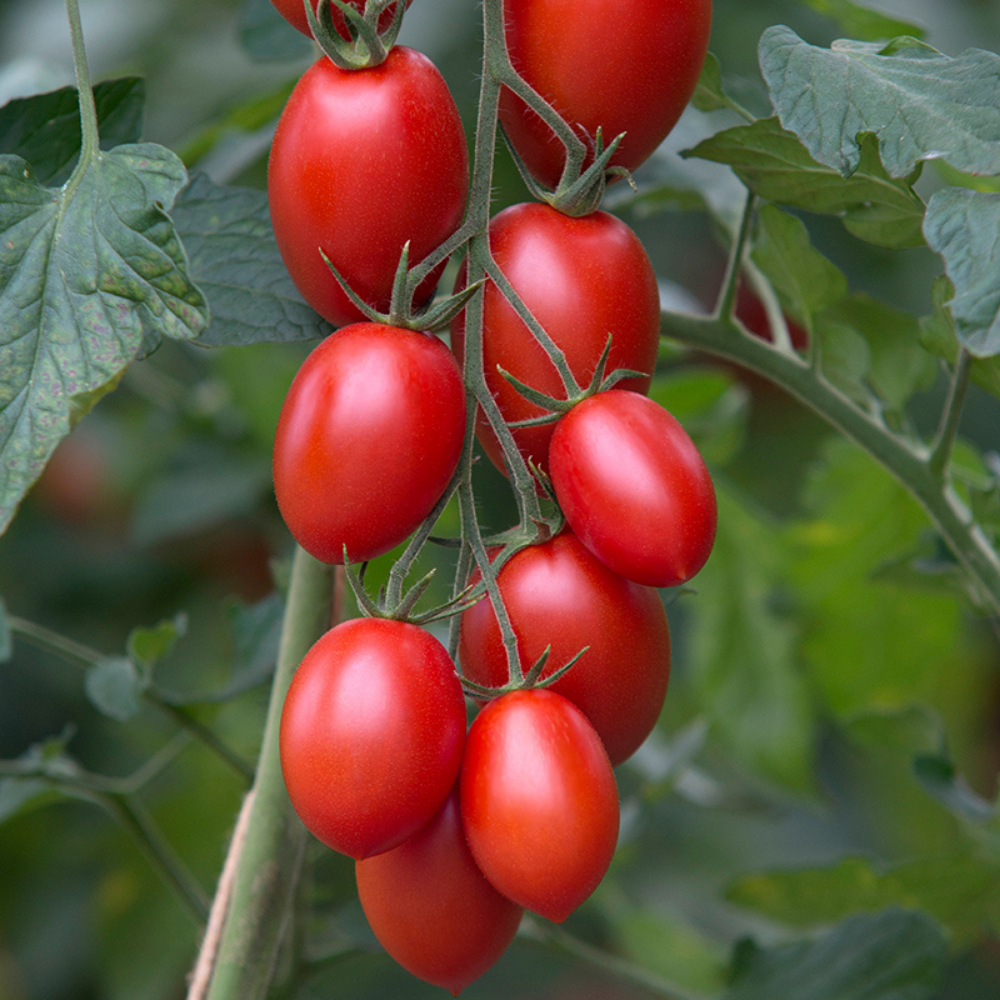 Tomate italienne 'Bolstar Sensatica F1' BIO