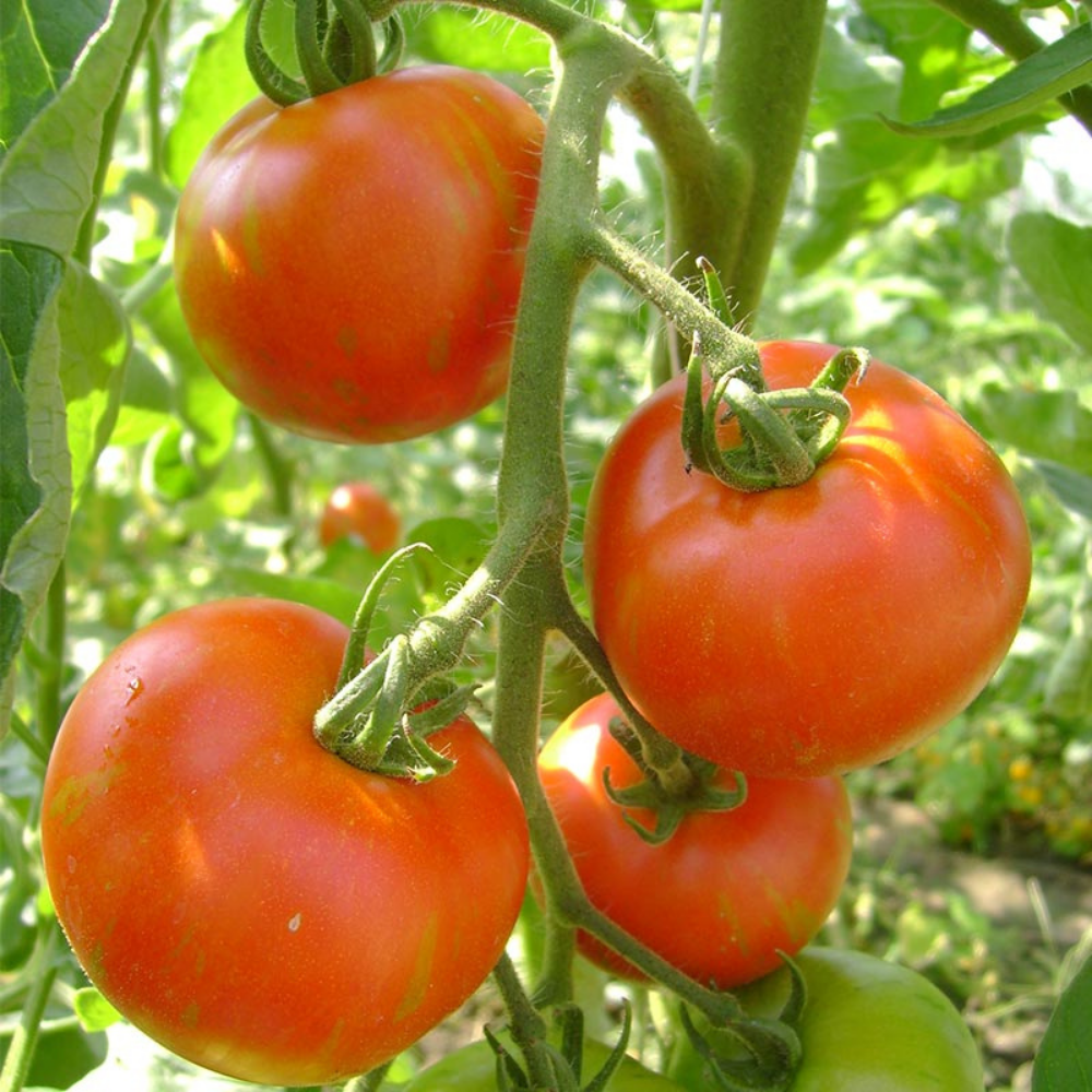 Tomate 'Tigerella Bicolore' BIO