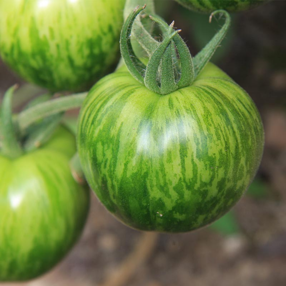Tomaat 'Green Zebra' BIO
