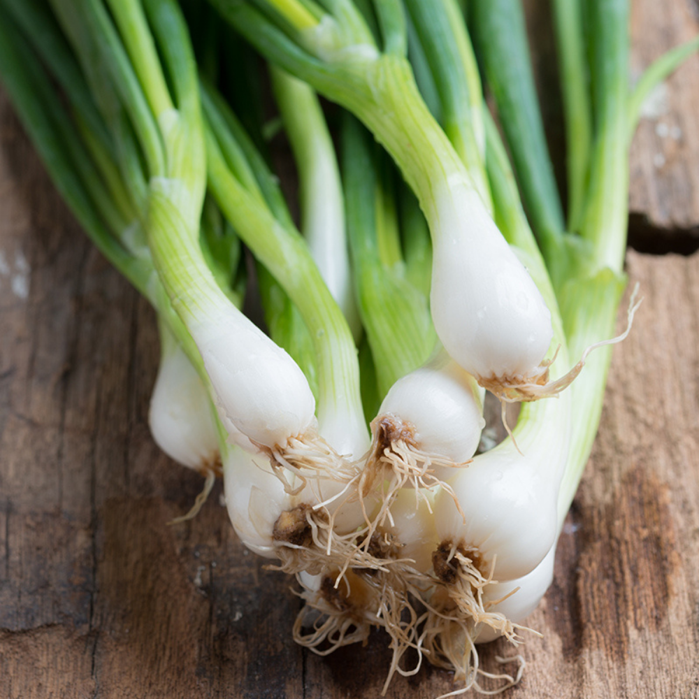 Bosui 'White Lisbon' BIO