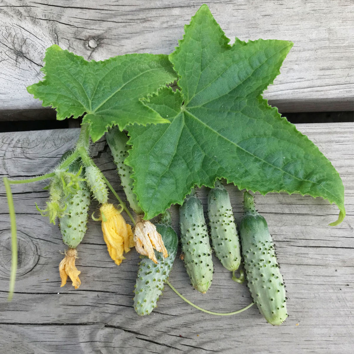 Augurk 'Petit de Paris' BIO