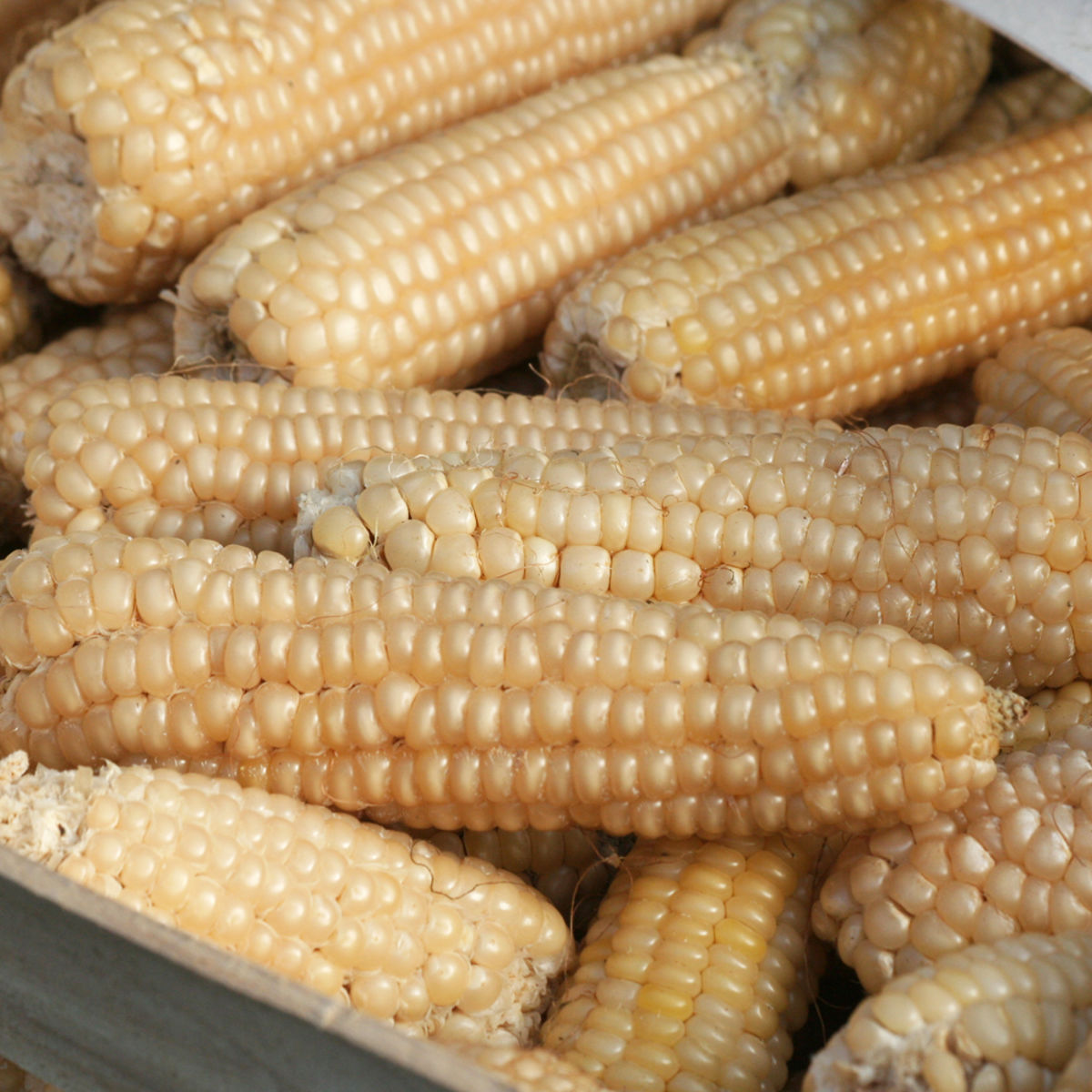 Suikermaïs 'Miner' BIO