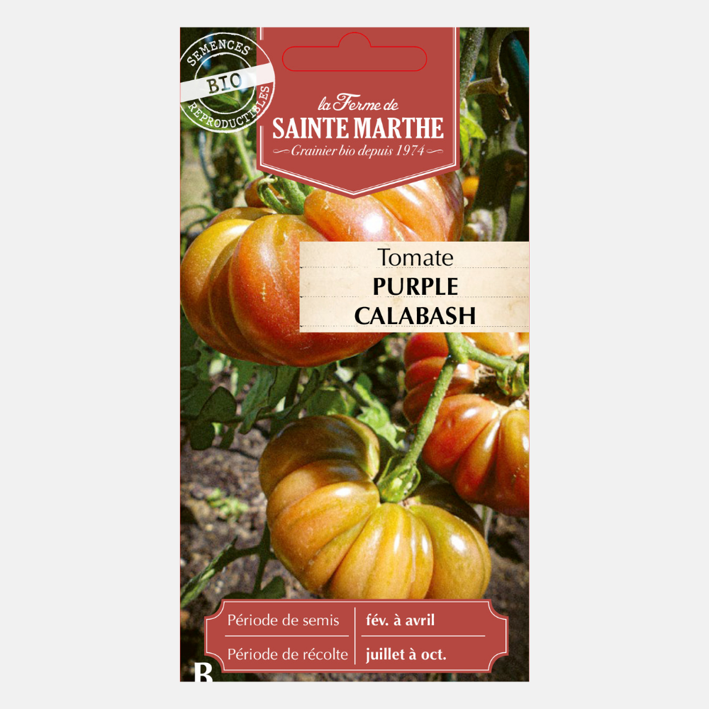 Tomate 'Purple Calebasse' BIO