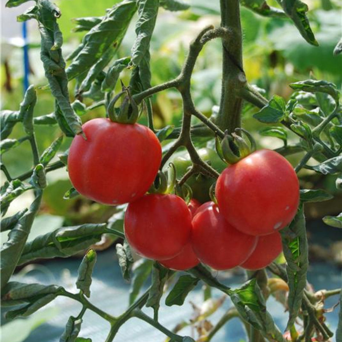 Tomate 'Pêche' BIO