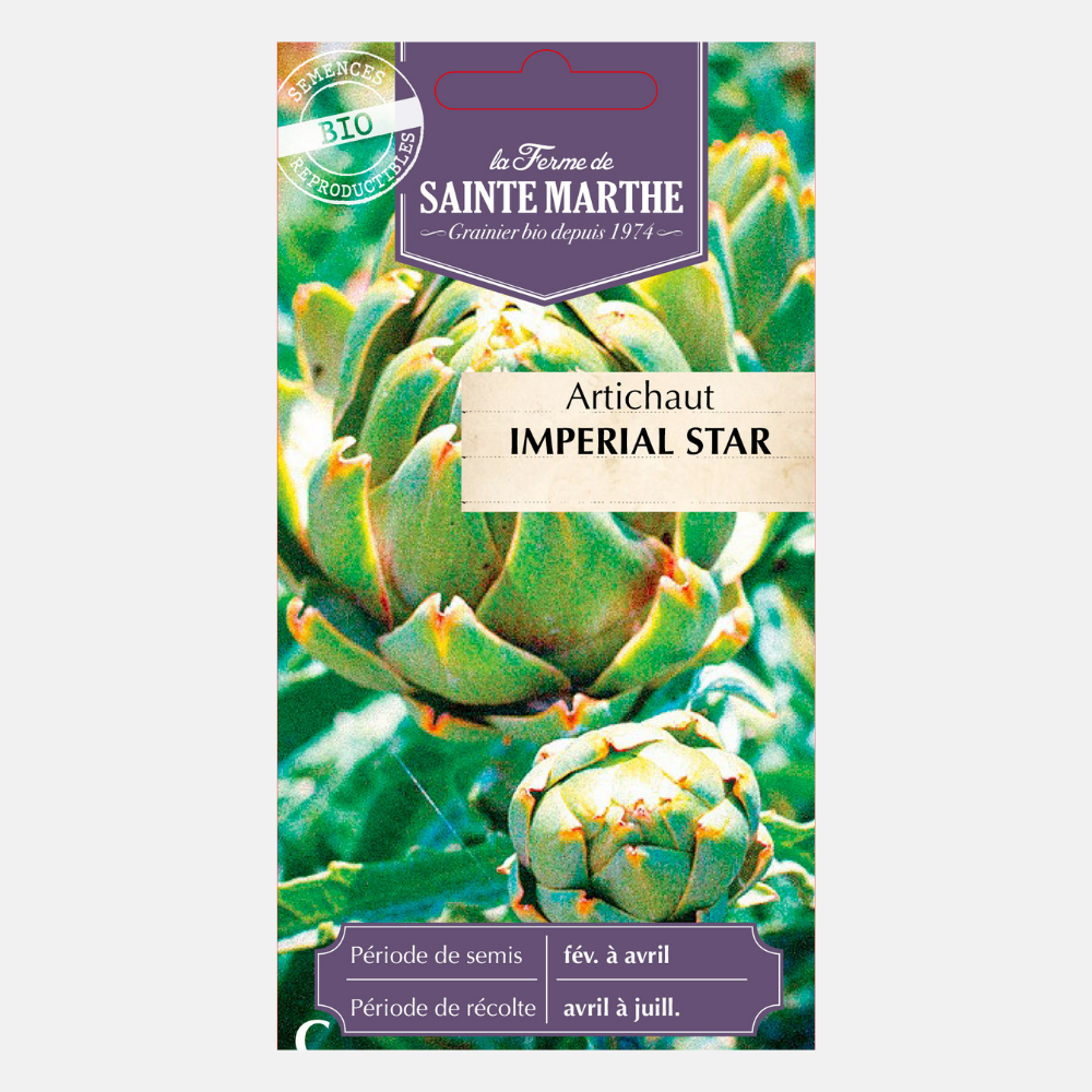 Artichaut 'Étoile Impériale' BIO