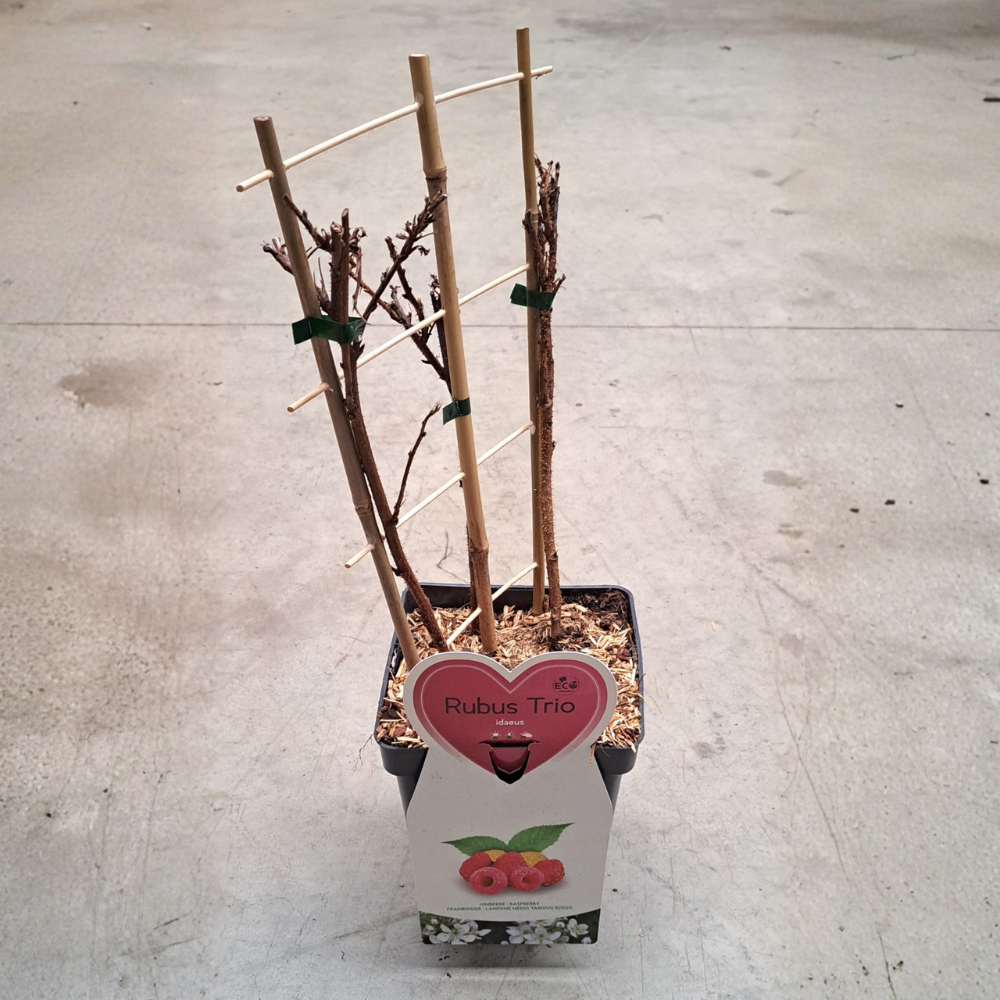 Trio de framboises petits fruits - 3 types de framboises dans 1 pot