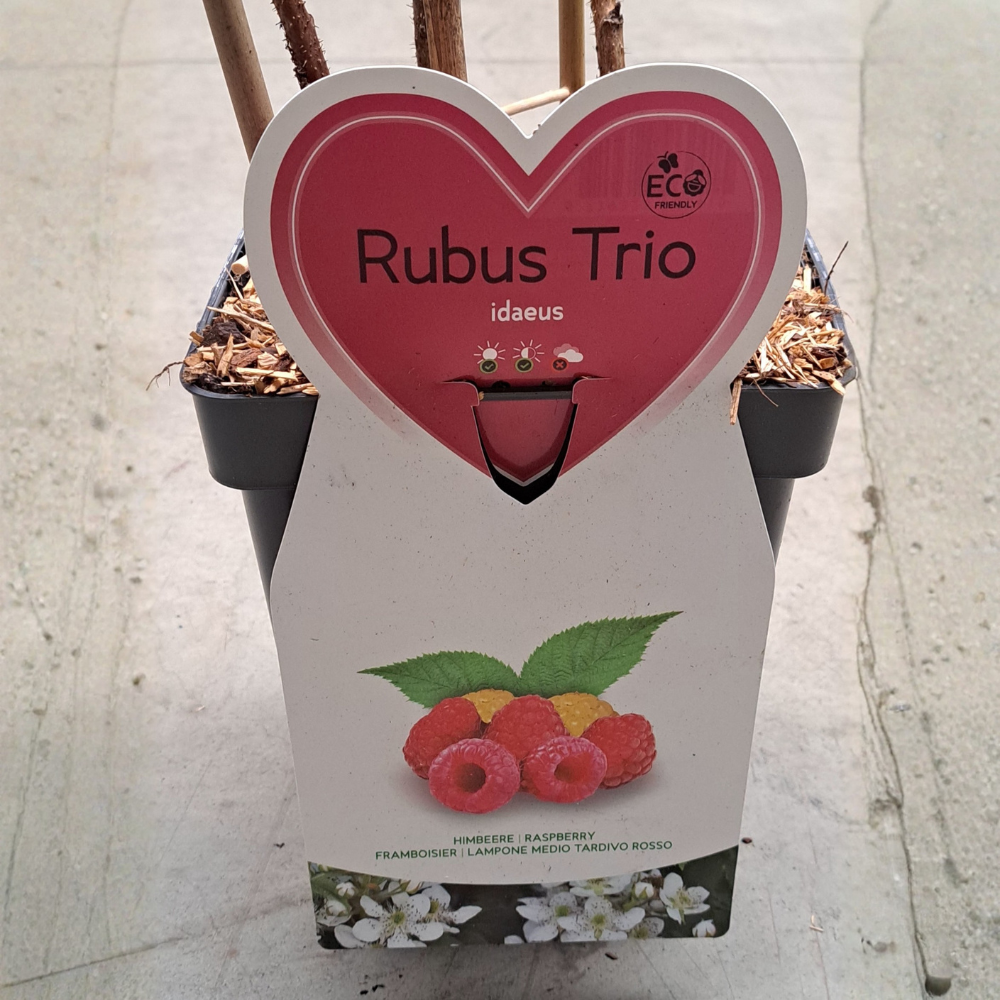 Trio de framboises petits fruits - 3 types de framboises dans 1 pot