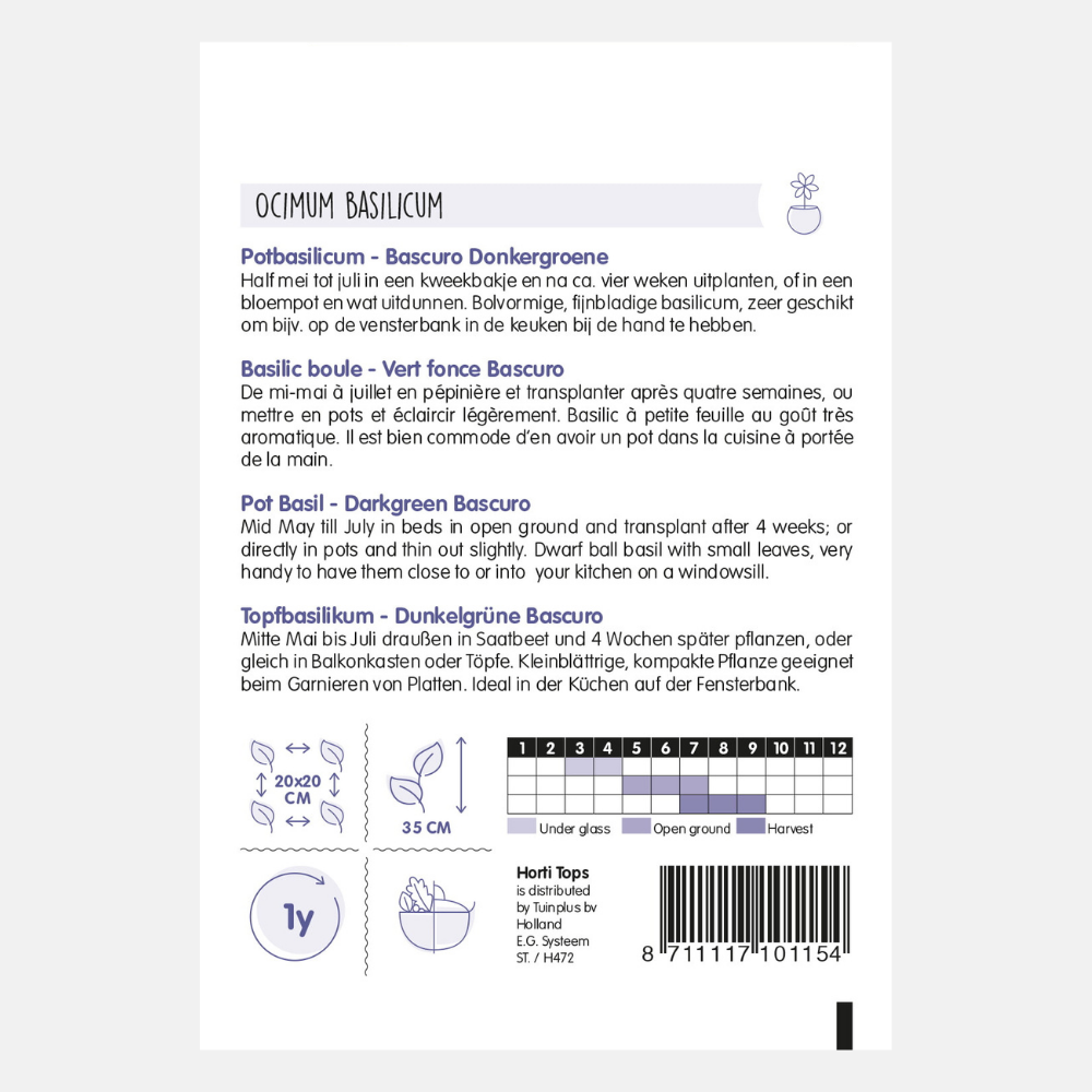 Potted basil 'Bascuro' - Greek dark green