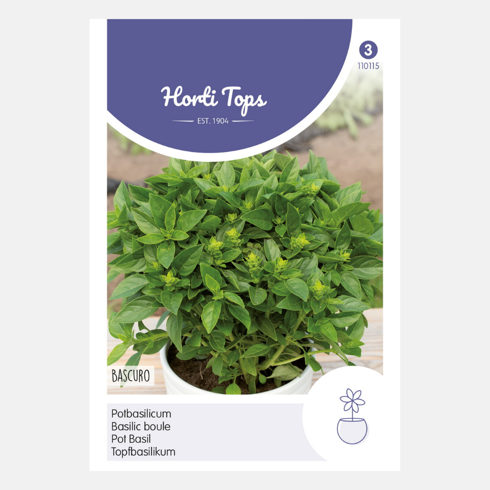 Potted basil 'Bascuro' - Greek dark green