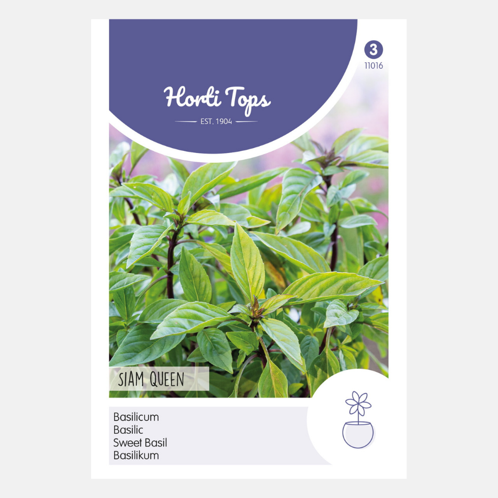 Basil 'Siam Queen'