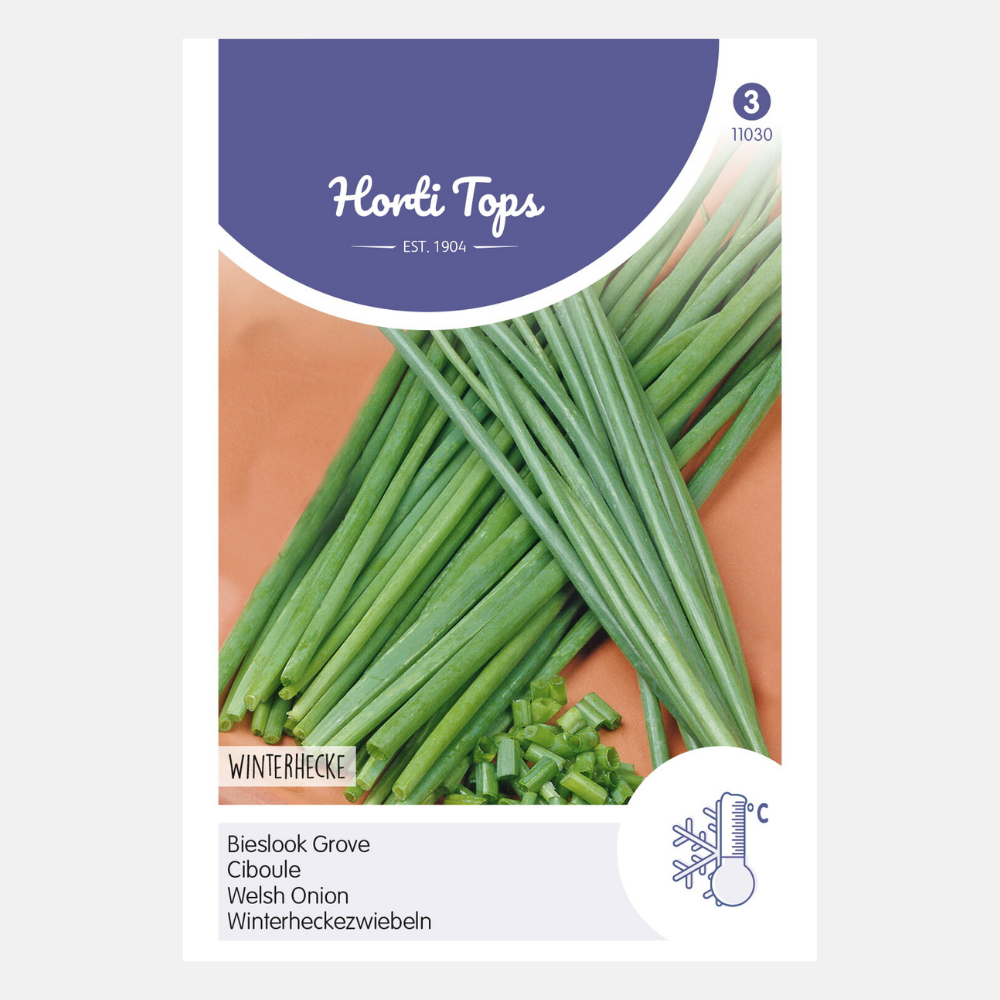 Coarse Chives - Allium Fistulosum