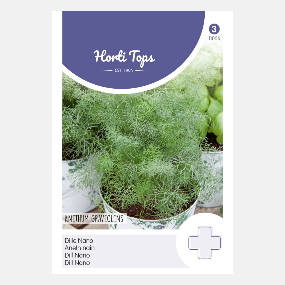 Dill 'Nona' - compact growing variety